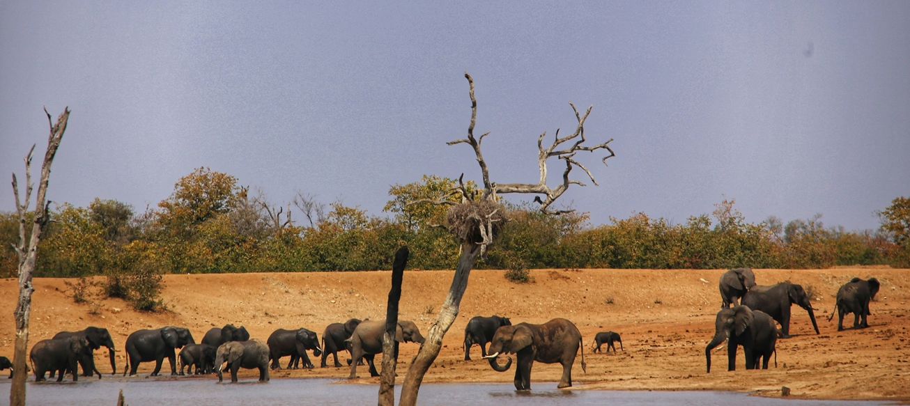 Day 2 - Tsavo West – Game viewing and exploration