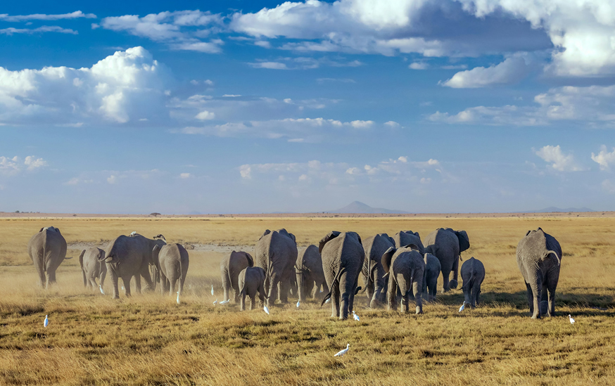 Day 3 - Amboseli – Game viewing and exploration