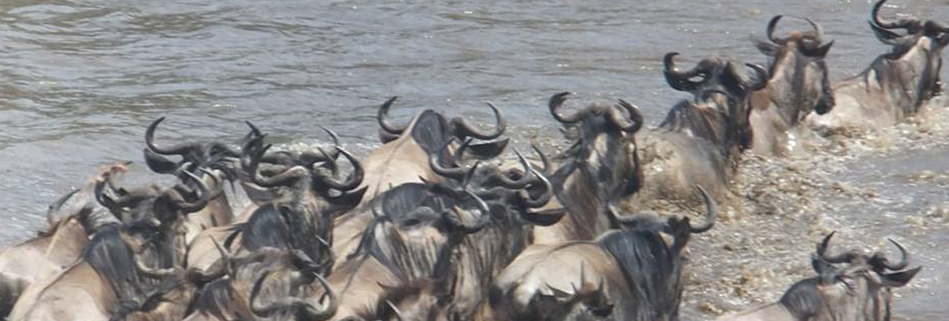 Day 2 - Maasai Mara – Game viewing and exploration