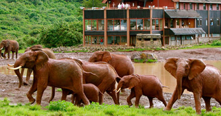 Aberdare National Park safari landscape
