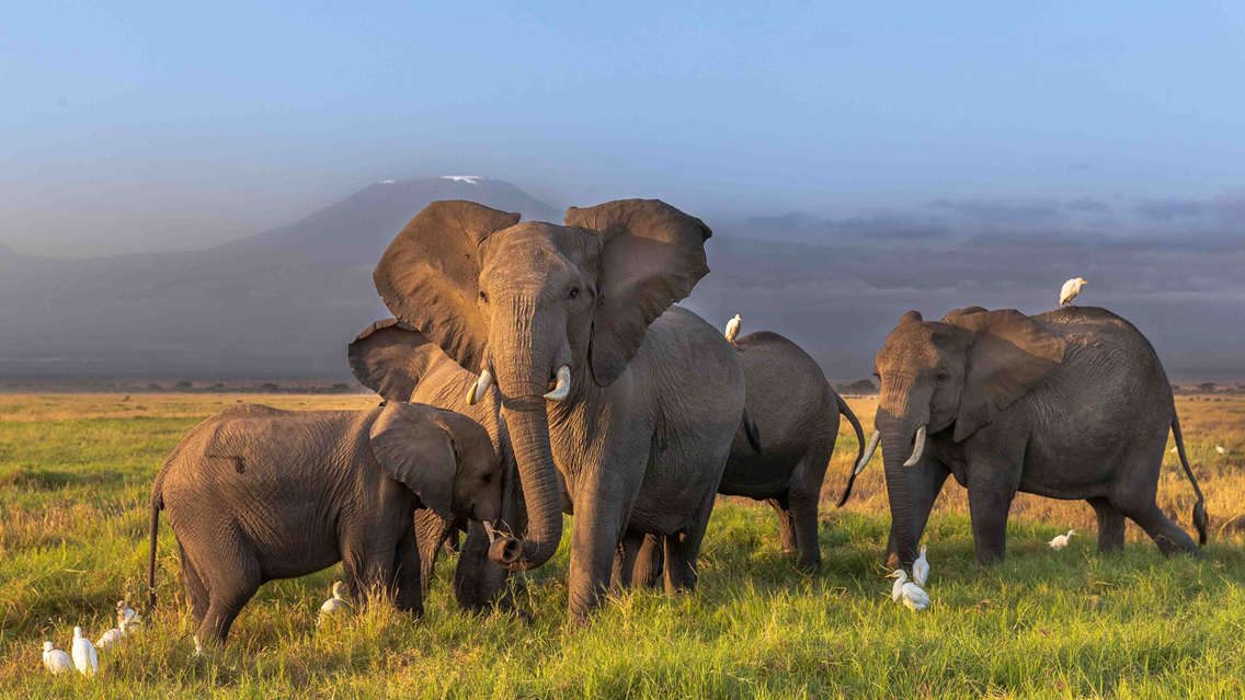 Amboseli National Park safari landscape