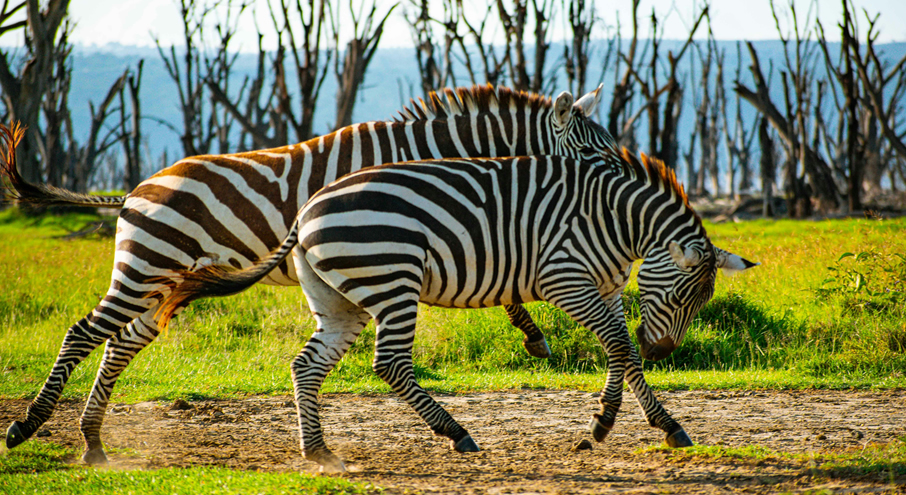 Lake Bogoria National Reserve safari landscape