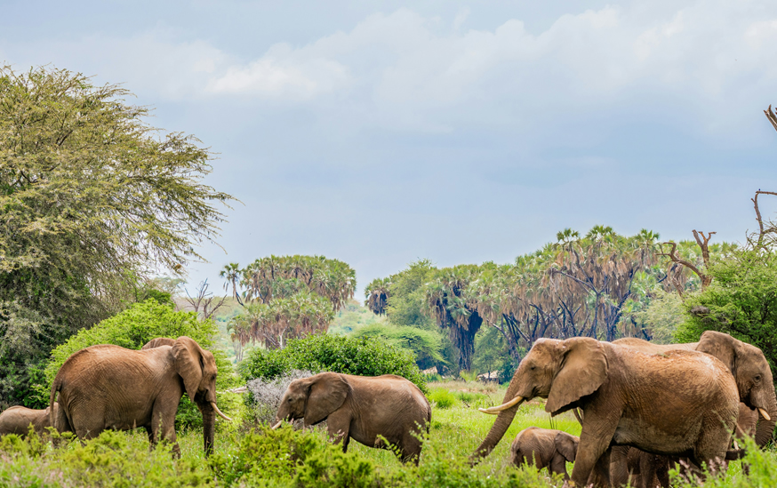 Samburu National Reserve safari landscape