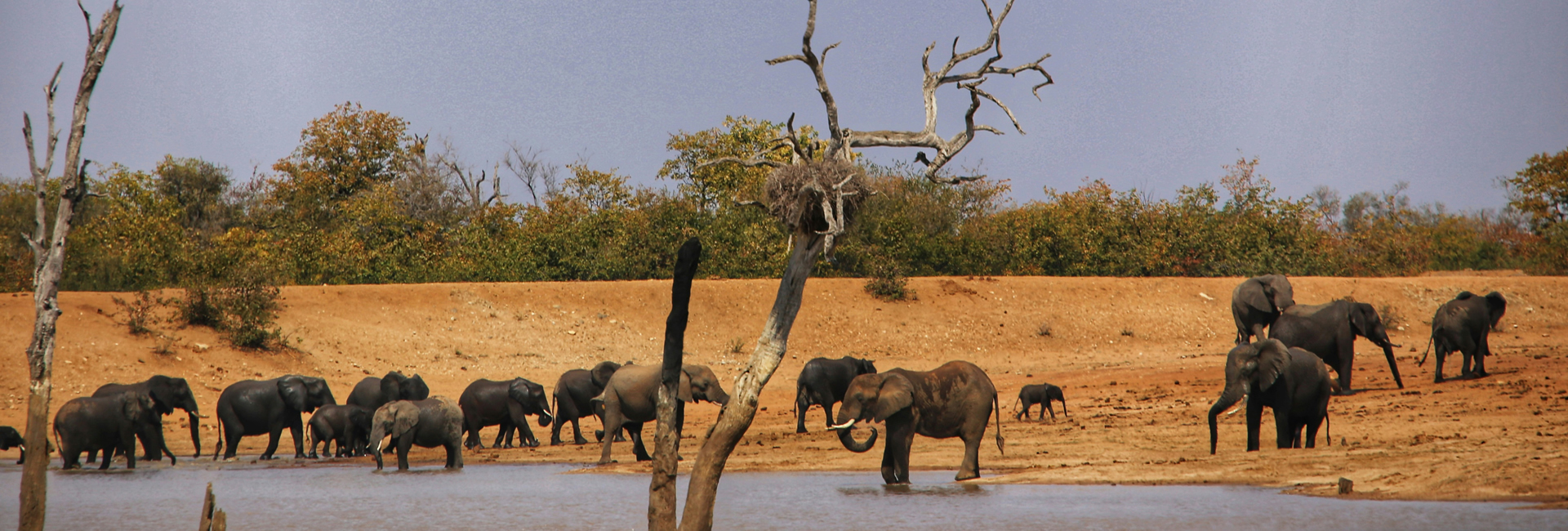 Nairobi National Park + City Highlights
