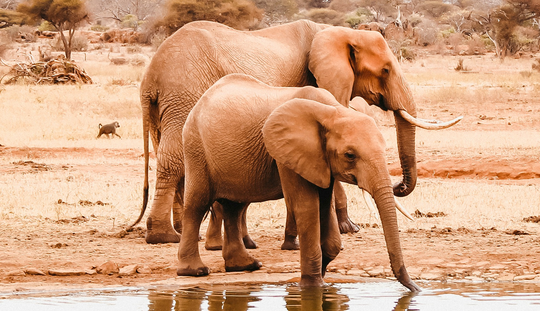 Day 11 - Tsavo East – Game viewing and exploration