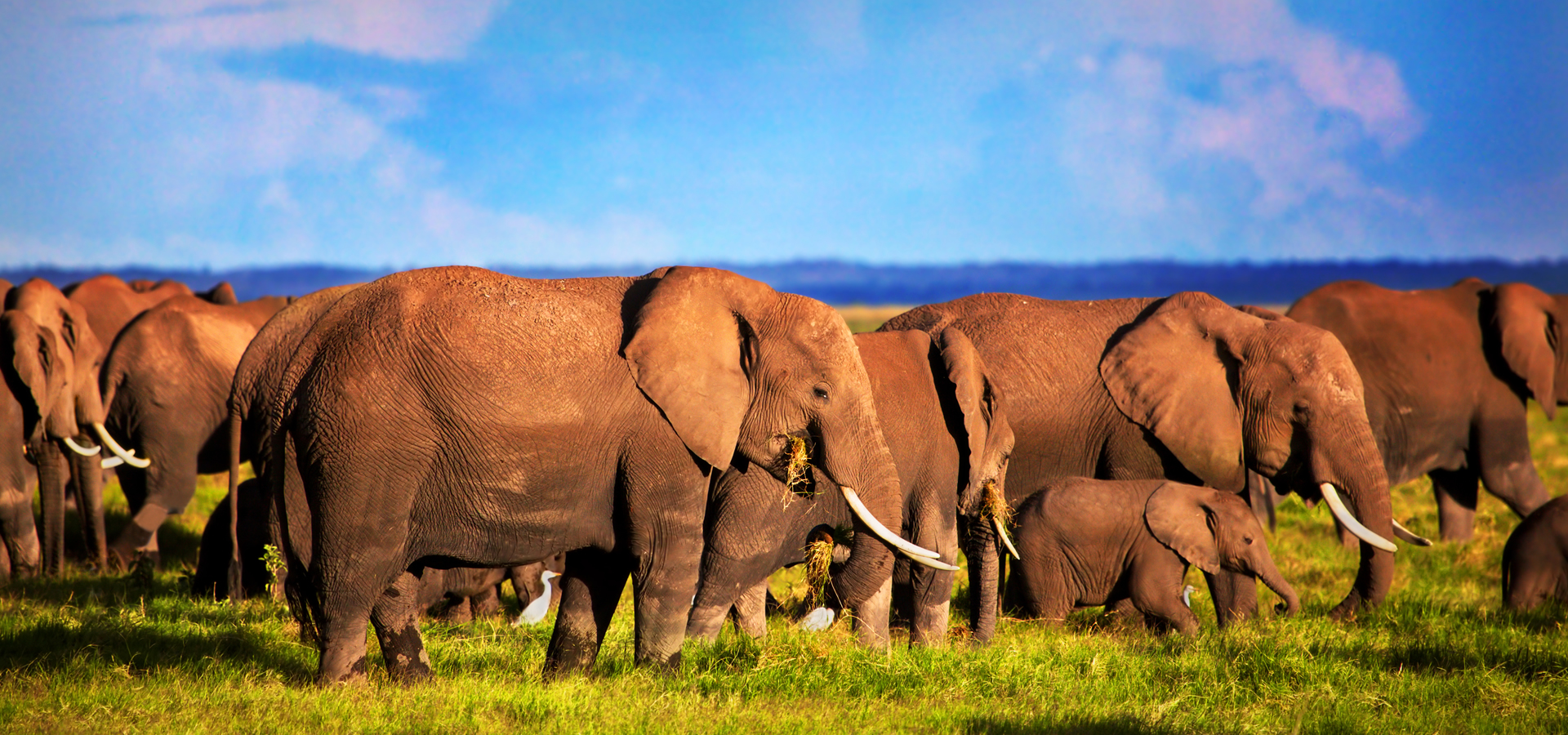 Safari Kiboko – 3 Days Tsavo East & Tsavo West Safari