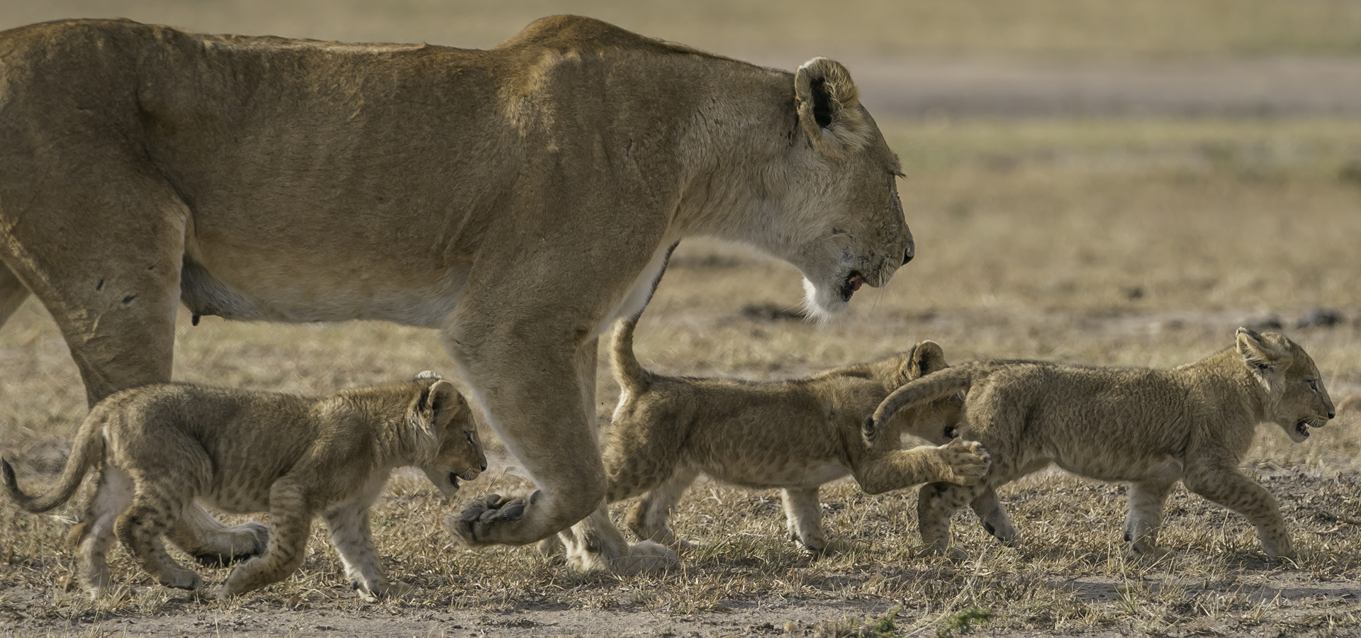 Kudu Safari – 8 Days Tsavo, Amboseli, Lake Naivasha & Maasai Mara