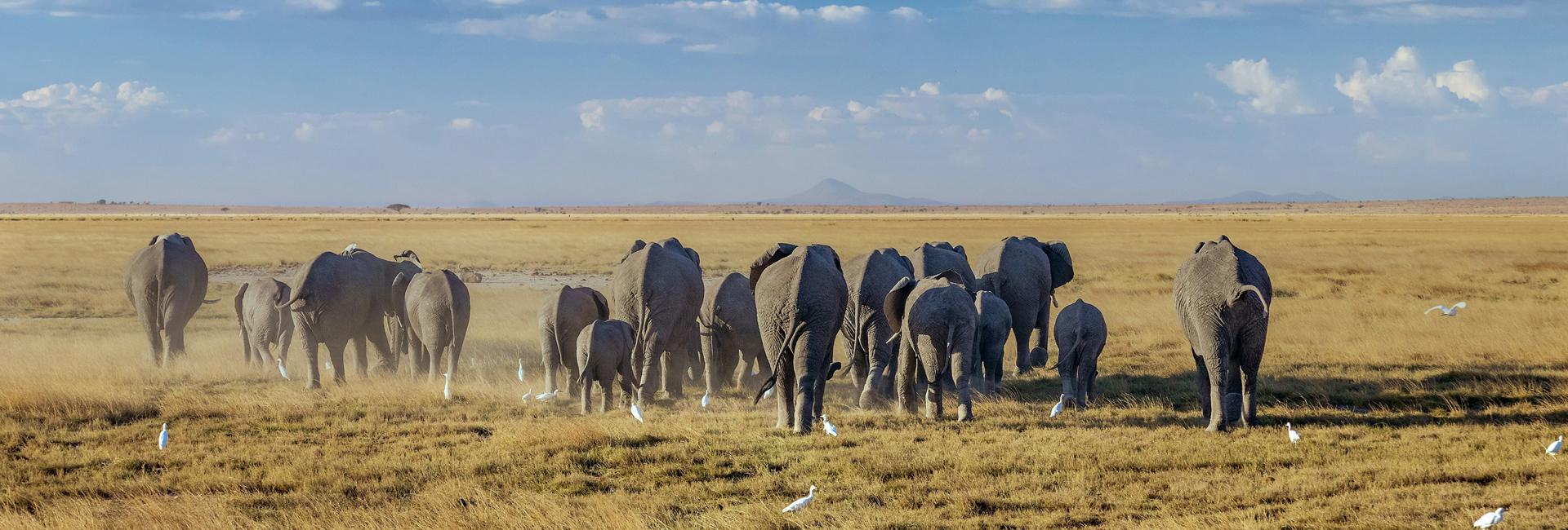 4 Days Amboseli Safari – Mount Kilimanjaro Wildlife Adventure