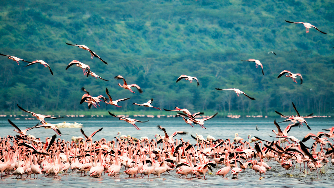 4 Days Lake Nakuru & Maasai Mara Safari