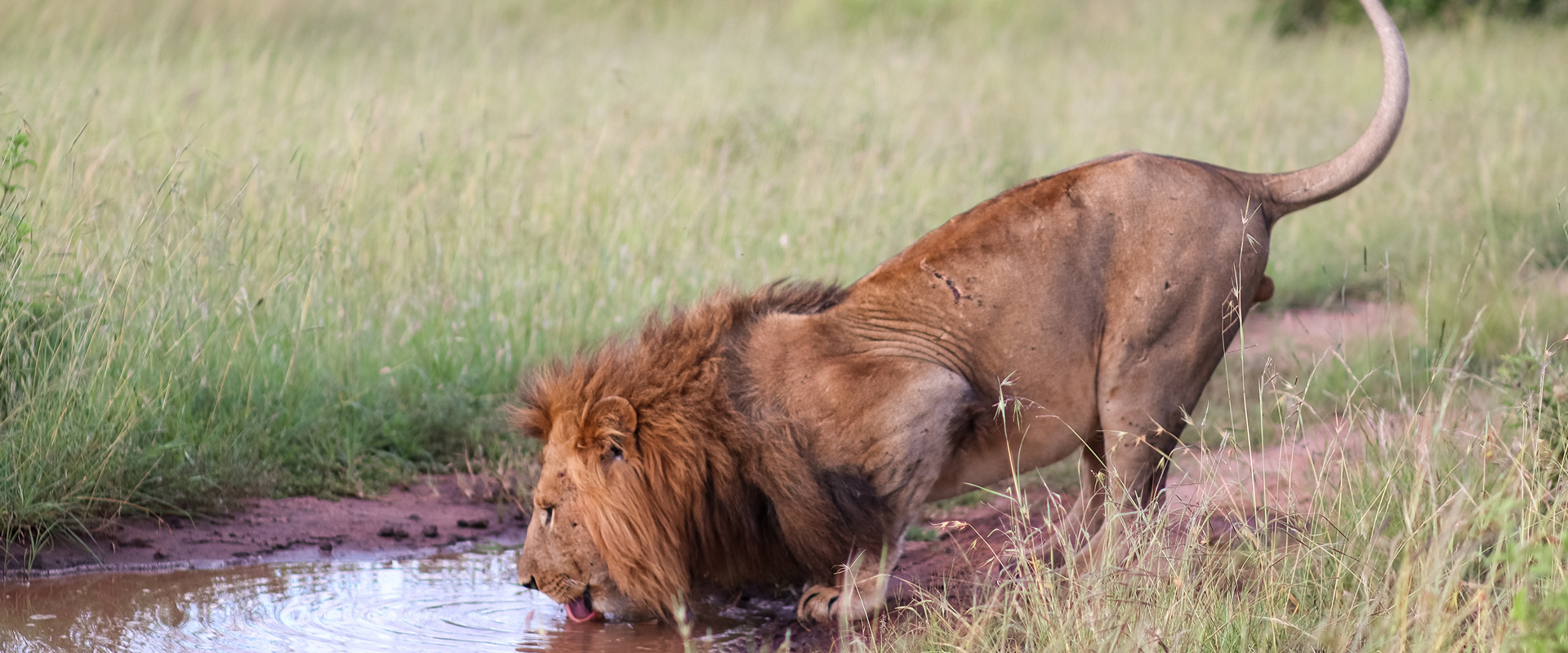 4 Days Maasai Mara Air Safari