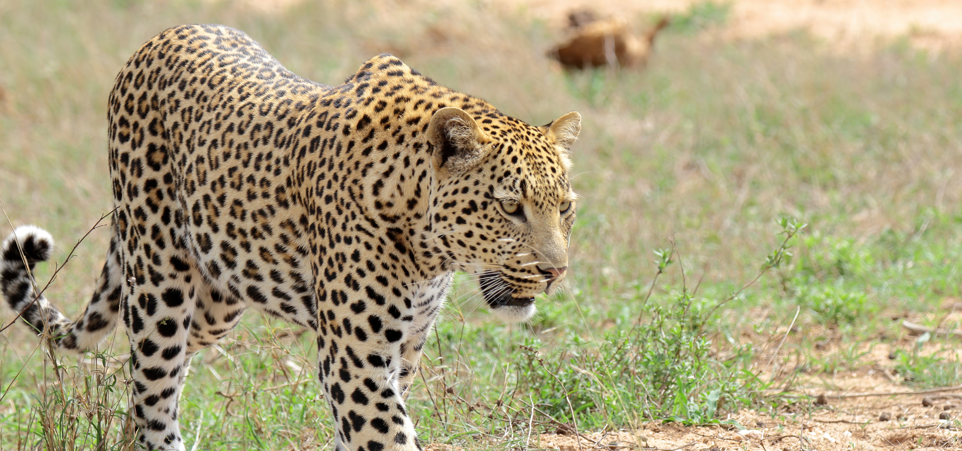 7 Days Samburu, Aberdare, Lake Nakuru & Maasai Mara Safari