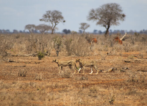 3 Days Mombasa Safari to Tsavo East and Tsavo West National Park