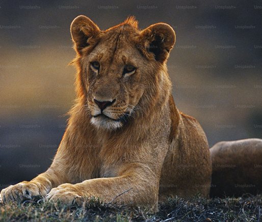 3 Days Kenya Safari - Masai Mara National Reserve