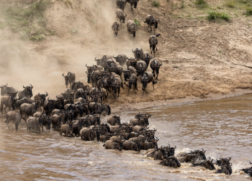 6 days Nairobi to Mombasa Safari: Masai Mara, Nakuru and Amboseli