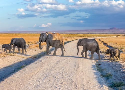 4 Days Tsavo West, Amboseli and Tsavo East - Safaris from Mombasa