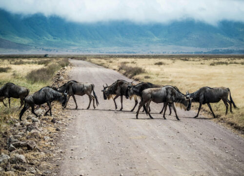 Maasai Mara National Reserve – Kenya’s Best Safari Destination