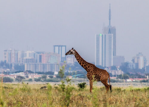 Explore Nairobi City – Kenya’s Vibrant Capital of Culture, Wildlife & Business