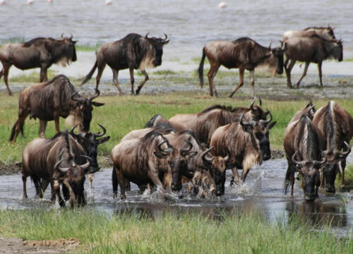 ⁠Ngorongoro creator