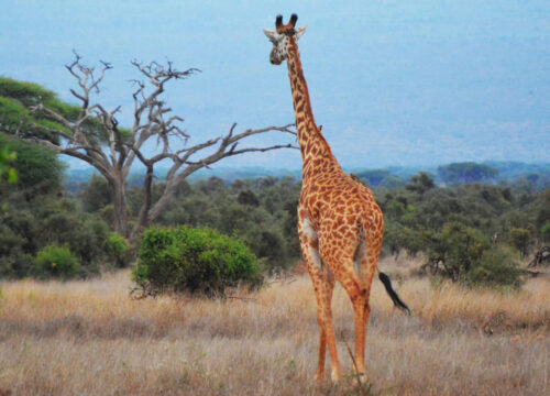 ⁠Serengeti National park