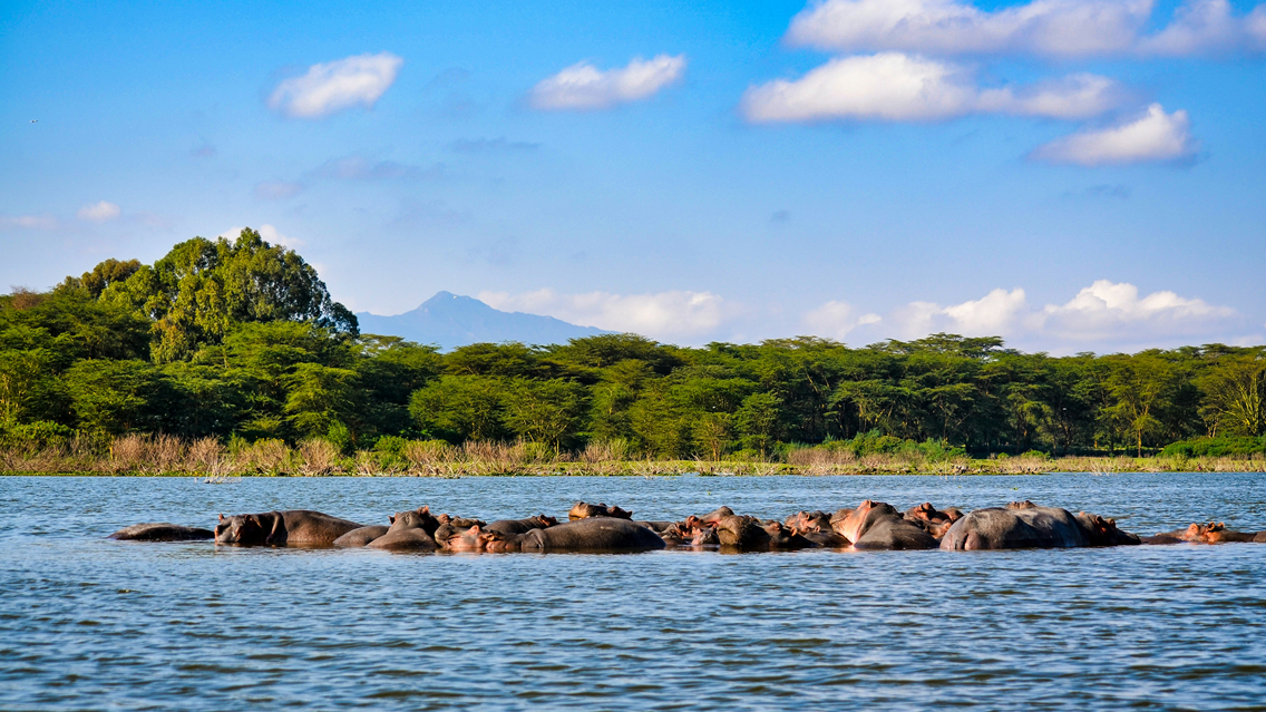 4 Days Lake Nakuru & Maasai Mara Safari