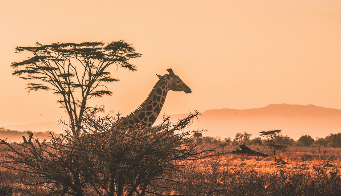 red-elephant safari