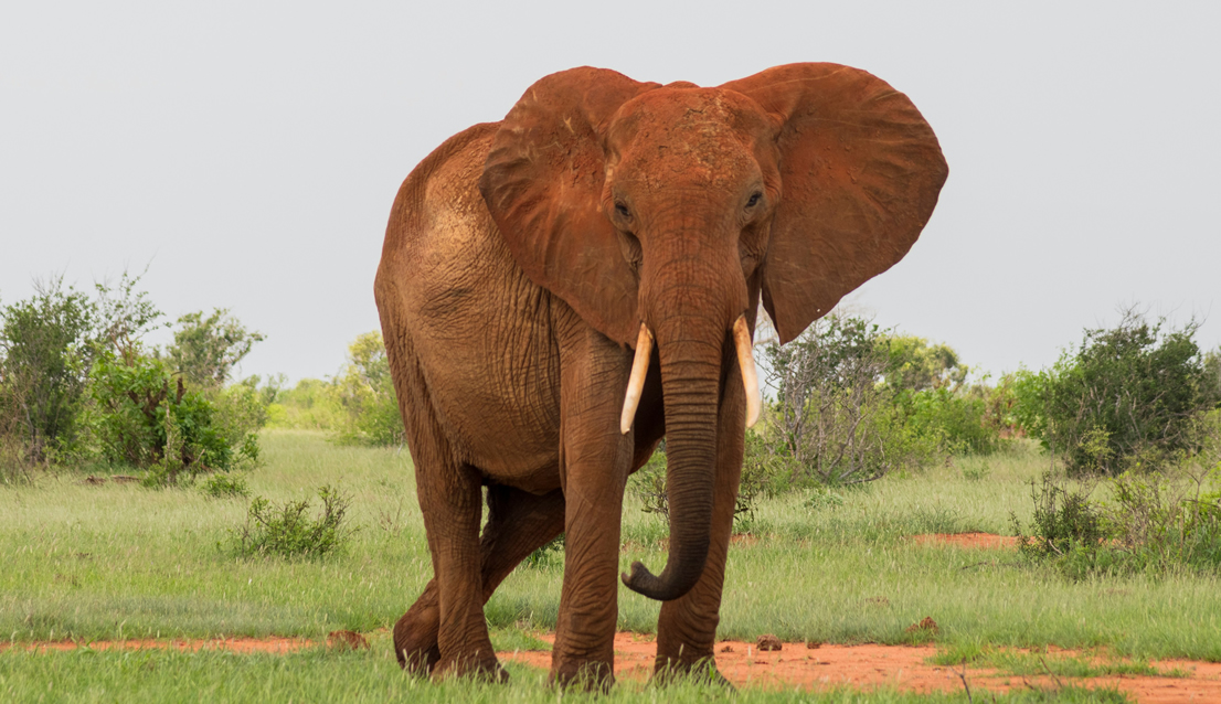 red-elephant safari_4