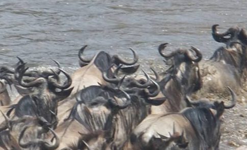 4 Days Lake Nakuru & Maasai Mara Safari_1