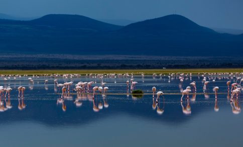 6 Days Amboseli, Lake Nakuru & Maasai Mara Safari