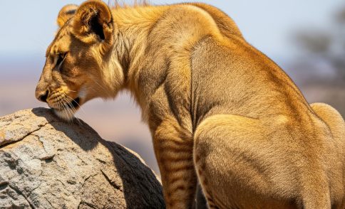 9 Days Amboseli Lake Nakuru Maasai Mara Safari – Kenya Wildlife Tour