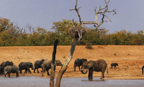 Safari Kiboko – 3 Days Tsavo East & Tsavo
